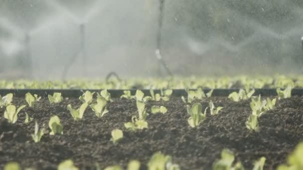 Sprinklers plantas de alface de água em um grande campo após o plantio, imagens de câmera lenta — Vídeo de Stock