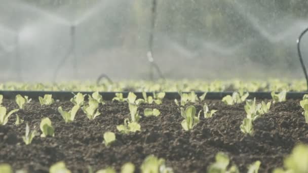 Sprinklers water lettuce plants in a large field after planting, slow motion footage — Stock Video