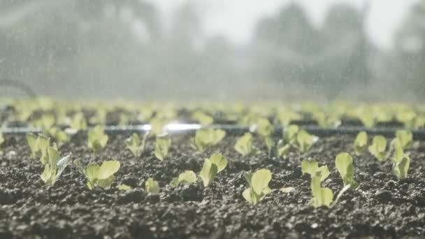 Sprinkler gießen Salatpflanzen in einem großen Feld nach der Pflanzung, Zeitlupenaufnahmen — Stockvideo