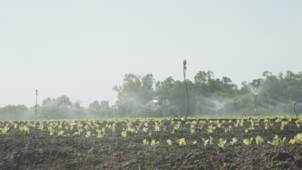 Aspersores plantas de lechuga de agua en un campo grande después de la plantación, imágenes de cámara lenta — Vídeo de stock