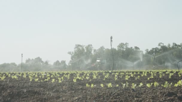 Aspersores plantas de lechuga de agua en un campo grande después de la plantación, imágenes de cámara lenta — Vídeo de stock