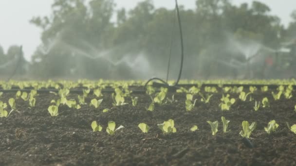 Arroseurs plantes de laitue d'eau dans un grand champ après la plantation, séquences au ralenti — Video