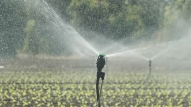 Aspersores plantas de lechuga de agua en un campo grande después de la plantación, imágenes de cámara lenta — Vídeo de stock