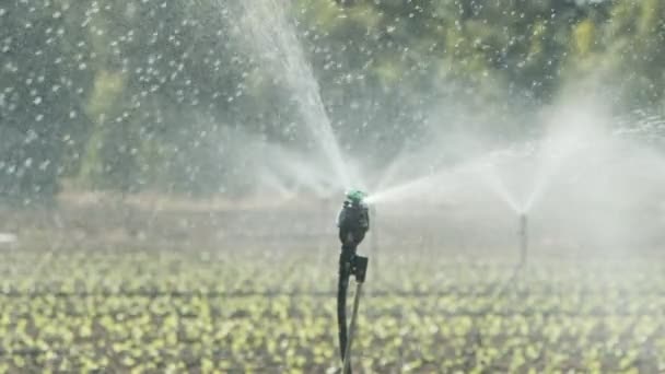 Fıskiyeler, ektikten sonra büyük bir tarlada marul bitkilerini sularlar, yavaş çekim görüntüleri. — Stok video