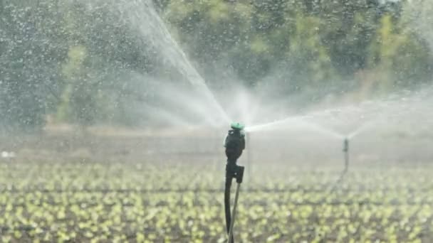 Sprinkler gießen Salatpflanzen in einem großen Feld nach der Pflanzung, Zeitlupenaufnahmen — Stockvideo