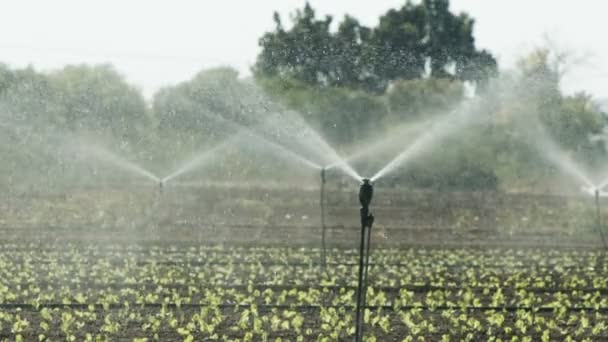 Sprinklers vatten sallad växter i ett stort fält efter plantering, slow motion film — Stockvideo
