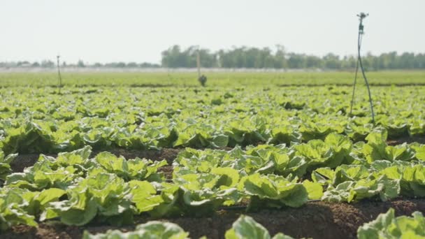 Plantes de laitue dans un grand champ agricole, tir de pistage — Video