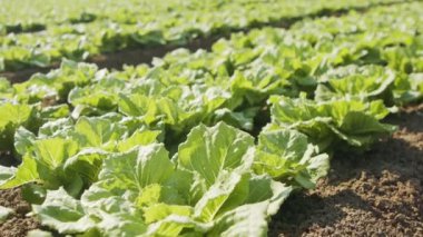 Büyük bir tarımsal alanda marul bitkileri, izleme çekimleri