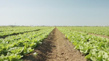 Büyük bir tarımsal alanda marul bitkileri, izleme çekimleri