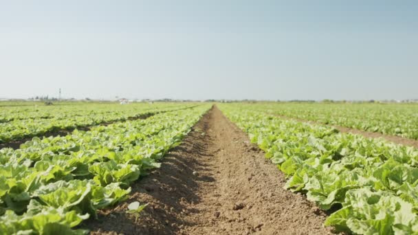 Sla planten in een groot landbouwgebied, tracking shot — Stockvideo