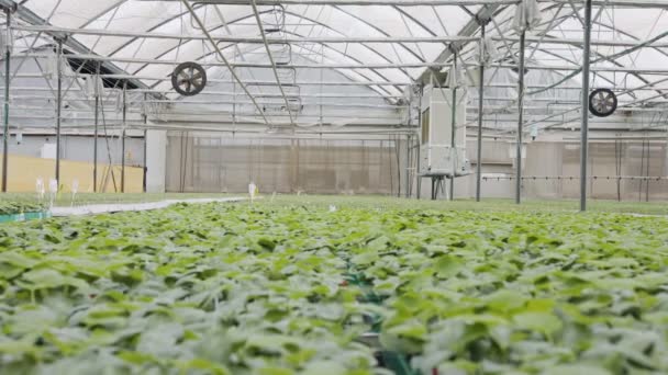 Grote industriële kwekerij met biologische groenteplanten in een kas — Stockvideo