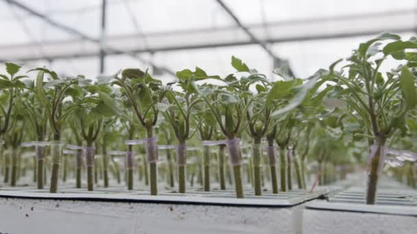 Grădiniță industrială mare cu plante vegetale organice care cresc în interiorul unei seri — Videoclip de stoc