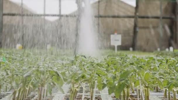 大型工业性高利贷幼体自动灌溉的慢动作 — 图库视频影像