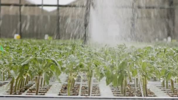 Zeitlupe der automatischen Bewässerung junger Pflanzen in einer großen industriellen Gärtnerei — Stockvideo