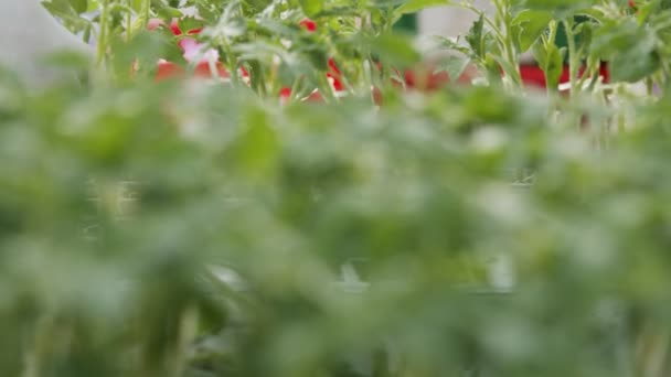 Närbild av plantor för ympning av arbetstagare i en plantskola för industriellt bruk — Stockvideo