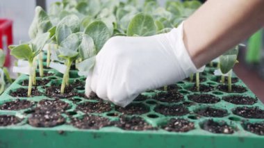 Endüstriyel bir kreşteki fideleri aşılayan işçilere yakın çekim