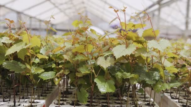 Bir seranın içinde büyüyen organik sebze bitkileriyle büyük endüstriyel kreş. — Stok video