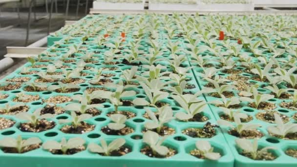 Grote industriële kwekerij met biologische groenteplanten in een kas — Stockvideo