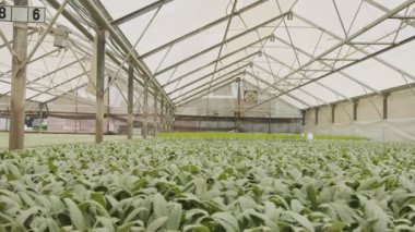 Bir seranın içinde büyüyen organik sebze bitkileriyle büyük endüstriyel kreş.