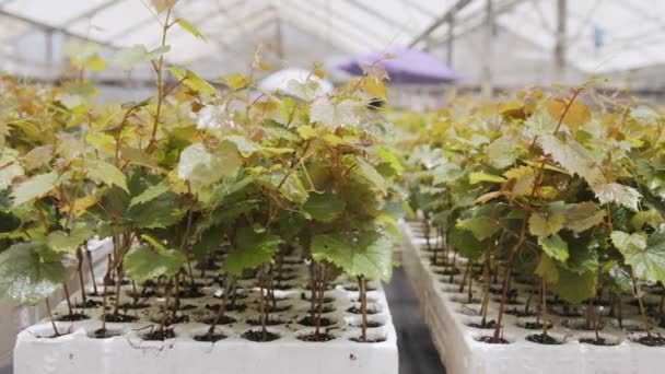 Pembibitan industri besar dengan tanaman sayuran organik tumbuh di dalam rumah kaca — Stok Video