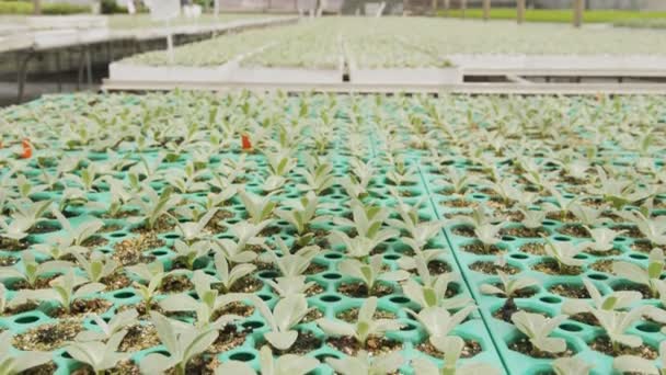 Gran vivero industrial con plantas vegetales orgánicas creciendo dentro de un invernadero — Vídeos de Stock