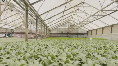 Bir seranın içinde büyüyen organik sebze bitkileriyle büyük endüstriyel kreş.