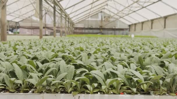 Grote industriële kwekerij met biologische groenteplanten in een kas — Stockvideo