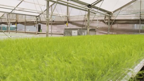 Gran vivero industrial con plantas vegetales orgánicas creciendo dentro de un invernadero — Vídeos de Stock