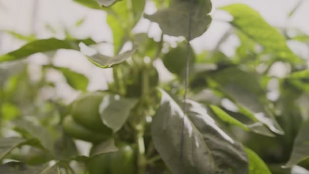 Röd paprika växter med grönsaker inne i ett stort växthus — Stockvideo