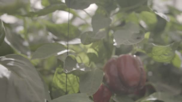 Paprika-Pflanzen mit Gemüse in einem großen Gewächshaus — Stockvideo