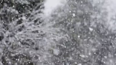 Kuzey İsrail 'de bir ormanda ağır kar yağışı var.