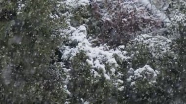 Kuzey İsrail 'de bir ormanda ağır kar yağışı var.