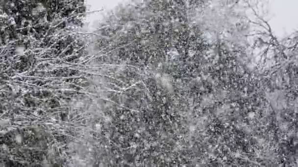 Повільний рух сильних снігопадів у лісі на півночі Ізраїлю — стокове відео