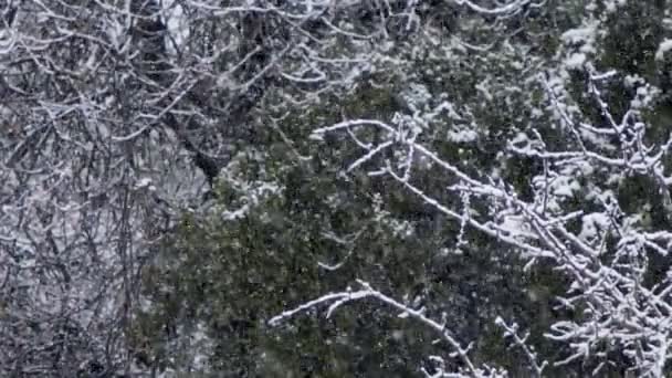 Movimento lento de nevasca pesada em uma floresta no norte de Israel — Vídeo de Stock