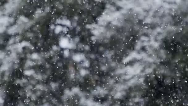 Movimiento lento de fuertes nevadas en un bosque en el norte de Israel — Vídeos de Stock