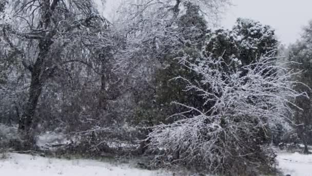 Movimiento lento de fuertes nevadas en un bosque en el norte de Israel — Vídeos de Stock