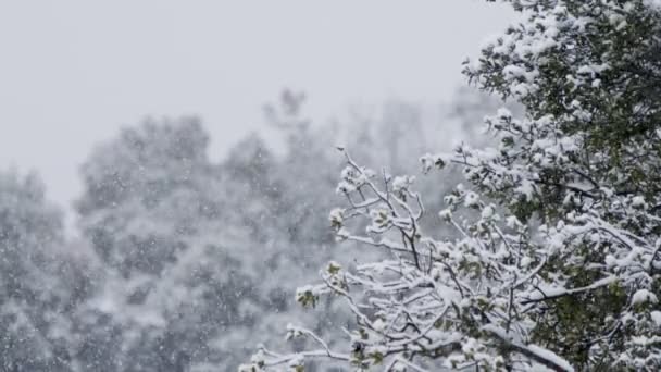 Heftiger Schneefall in einem Wald im Norden Israels — Stockvideo