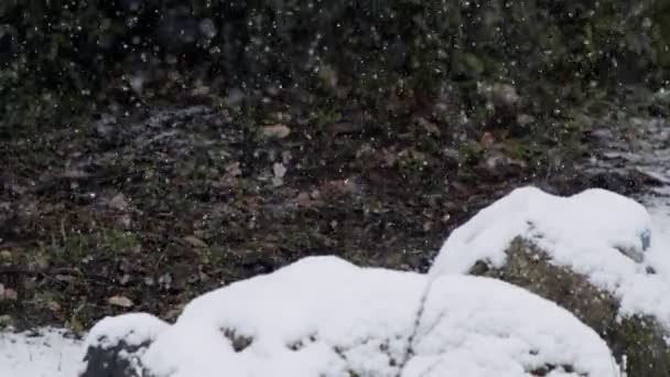 Nieve pesada cayendo sobre rocas dentro de un bosque — Vídeos de Stock