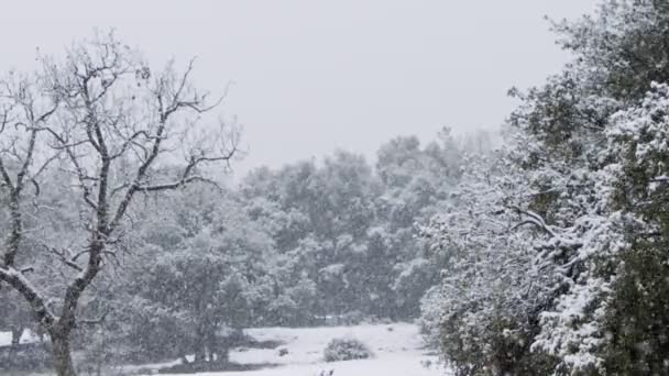 Βαρειά χιονόπτωση σε δάσος στο βόρειο Ισραήλ — Αρχείο Βίντεο