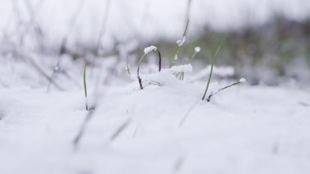 Nahaufnahme von Schnee, der in einem Wald auf Äste fällt — Stockvideo