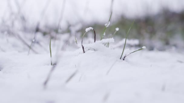 Primo piano colpo di neve che cade su rami di albero in una foresta — Video Stock