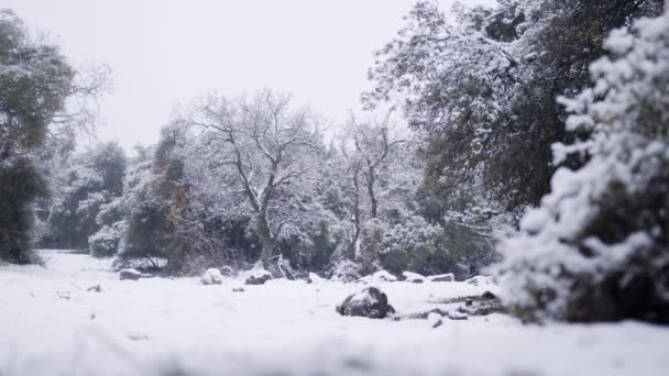 在森林里的暴风雪中，大雪缓缓落下 — 图库视频影像