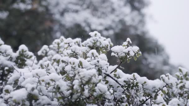 Rallentamento della caduta di neve pesante durante una tempesta di neve in una foresta — Video Stock