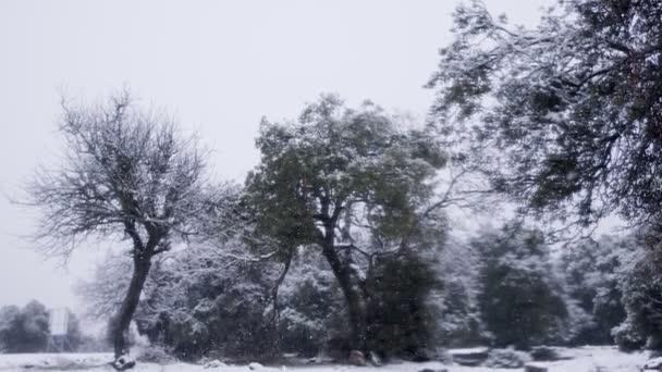 Movimiento lento de fuertes nevadas durante una tormenta de nieve en un bosque — Vídeos de Stock