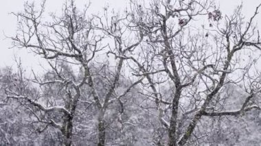 Yoğun bir ormanda ağaçlara düşen ağır kar akımı