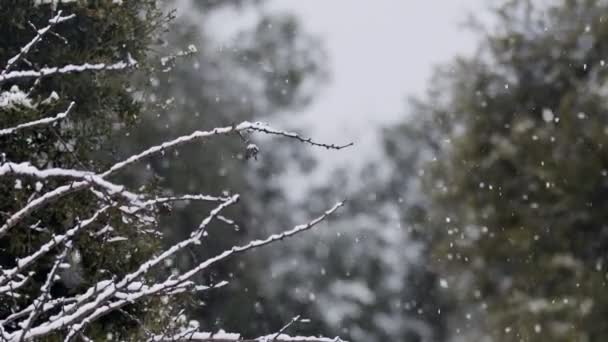 Primer plano de nieve cayendo sobre ramas de árboles en un bosque — Vídeos de Stock