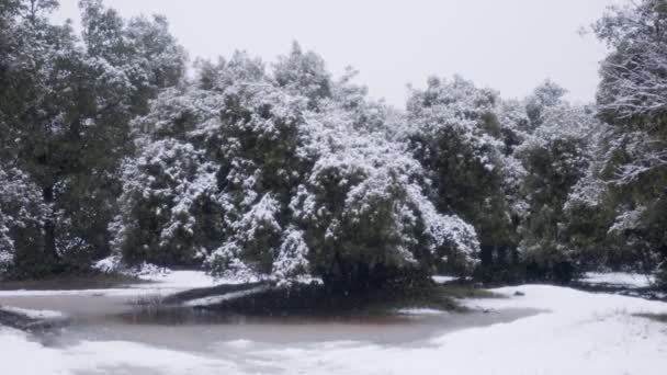 Lambat gerakan salju berat jatuh pada pohon di hutan lebat — Stok Video
