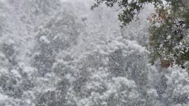 Nieve fuerte en un bosque en el norte de Israel, cámara lenta de copos de nieve — Vídeos de Stock