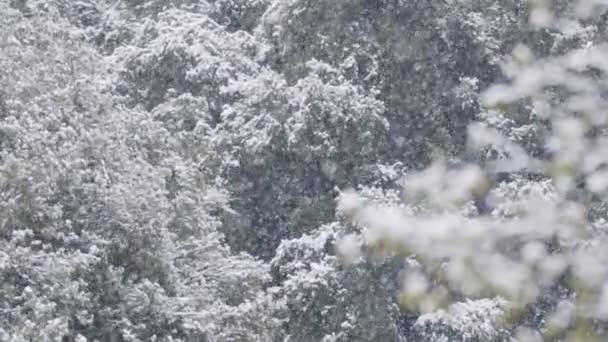 Nieve fuerte en un bosque en el norte de Israel, cámara lenta de copos de nieve — Vídeos de Stock