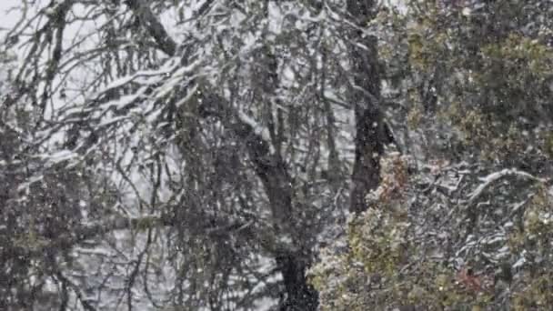 Movimiento lento de nieve pesada cayendo sobre árboles en un bosque denso — Vídeos de Stock